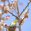 アクロバットな食事