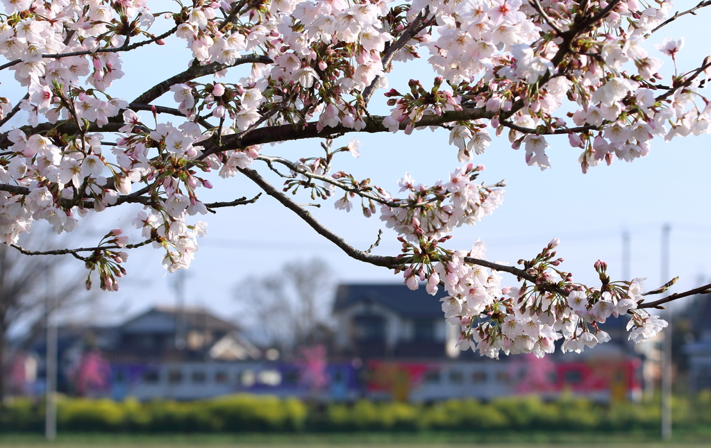 網引の桜