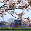 網引の桜