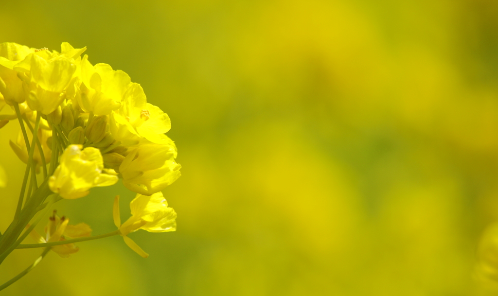 菜の花畑