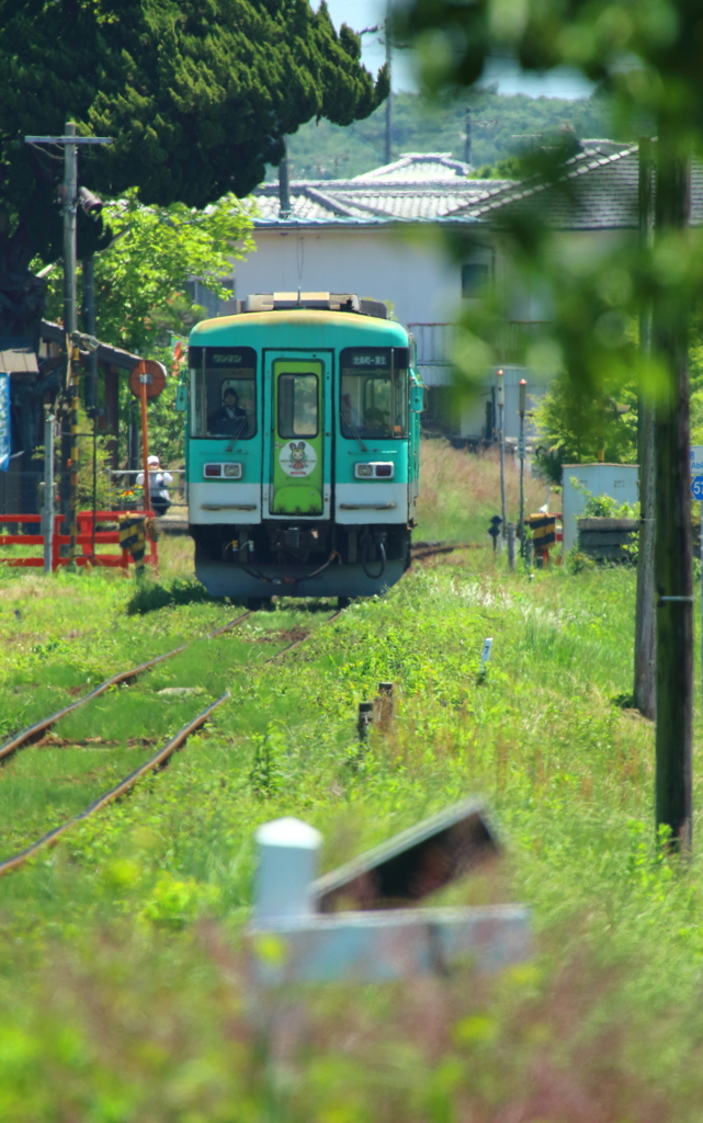 初夏の網引ストレート2