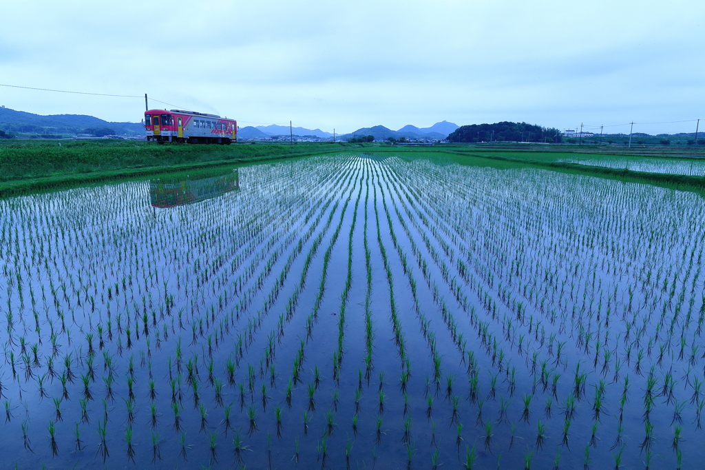 田植えの後