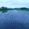 田植えの後