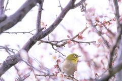 春っぽい