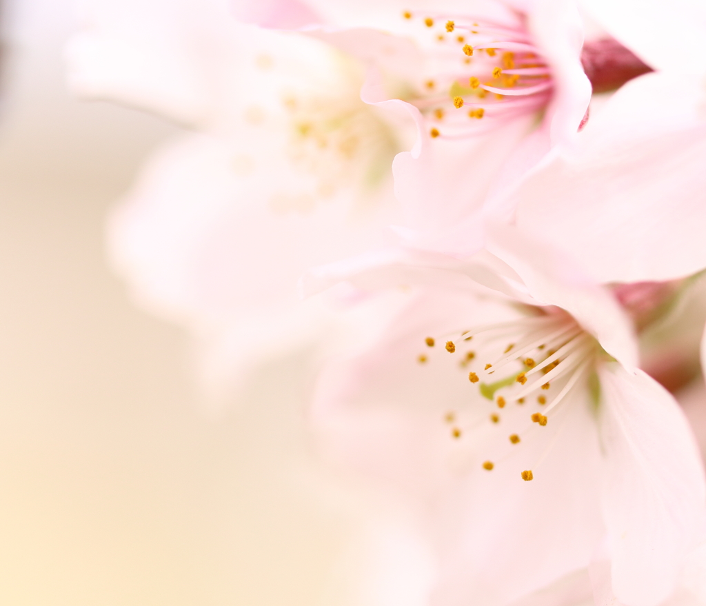 Cherry blossoms