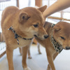 柴犬カフェ