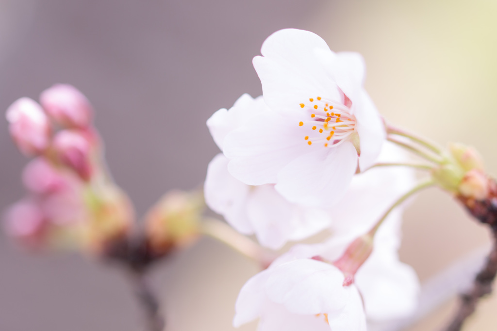 桜サク