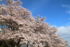 晴れ桜