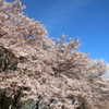 晴れ桜