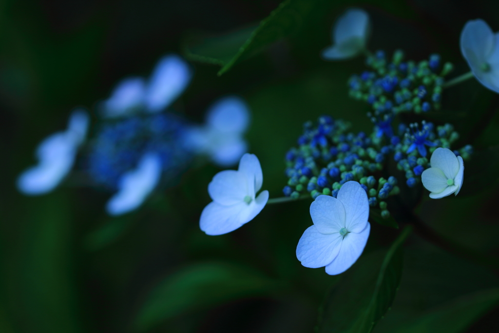 暗い紫陽花