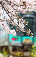 桜と加古川線