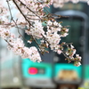 桜と加古川線