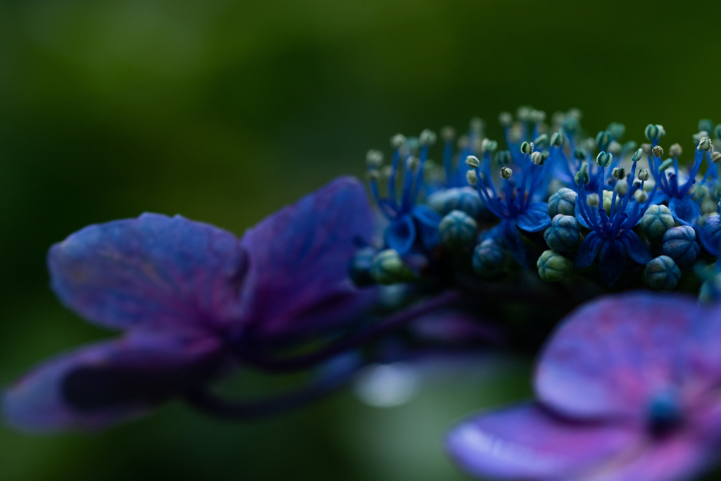 季節の花