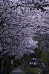 桜が迎える駅