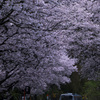 桜が迎える駅