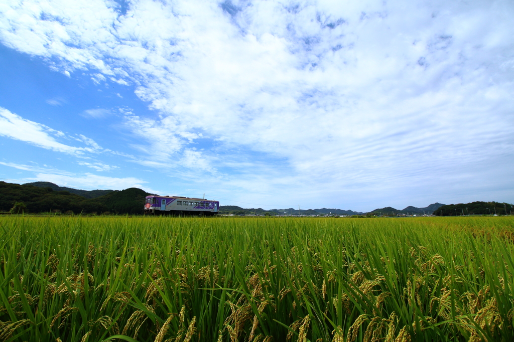 田園の中を