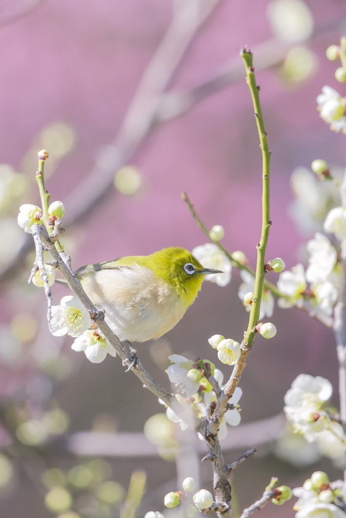 もふもふ