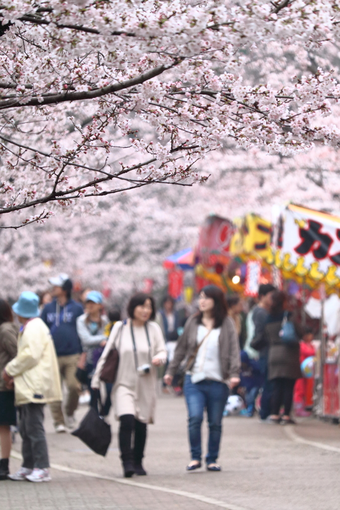 桜の頃　