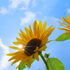 夏