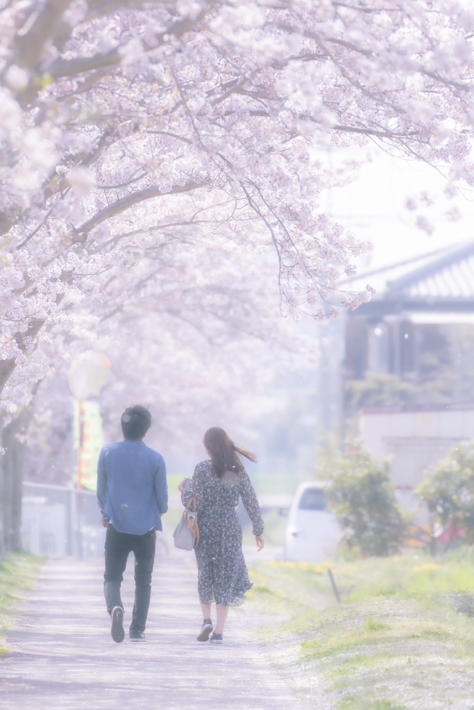 桜舞い散る頃