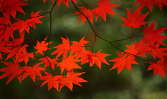 紅葉　赤