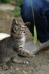 猫パンチ