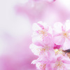 河津桜
