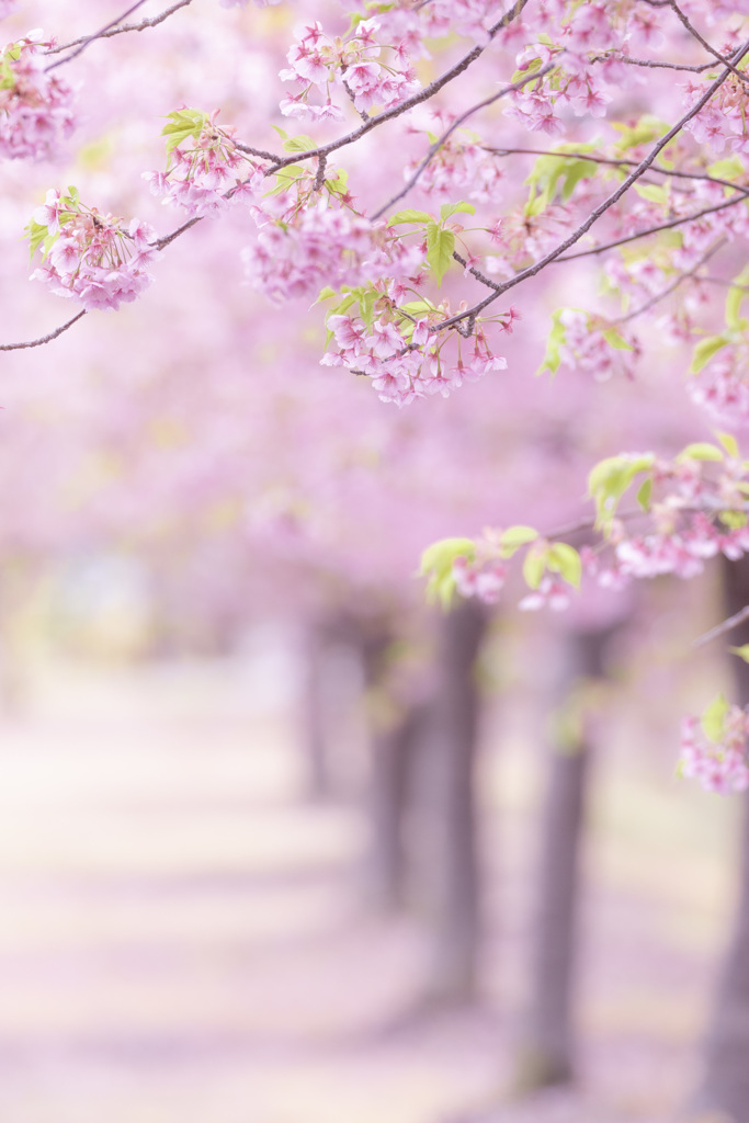 河津桜