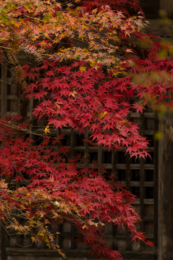 寺の紅葉