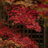 寺の紅葉