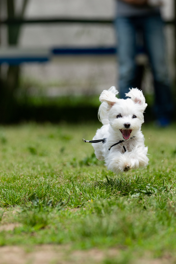 飛行犬