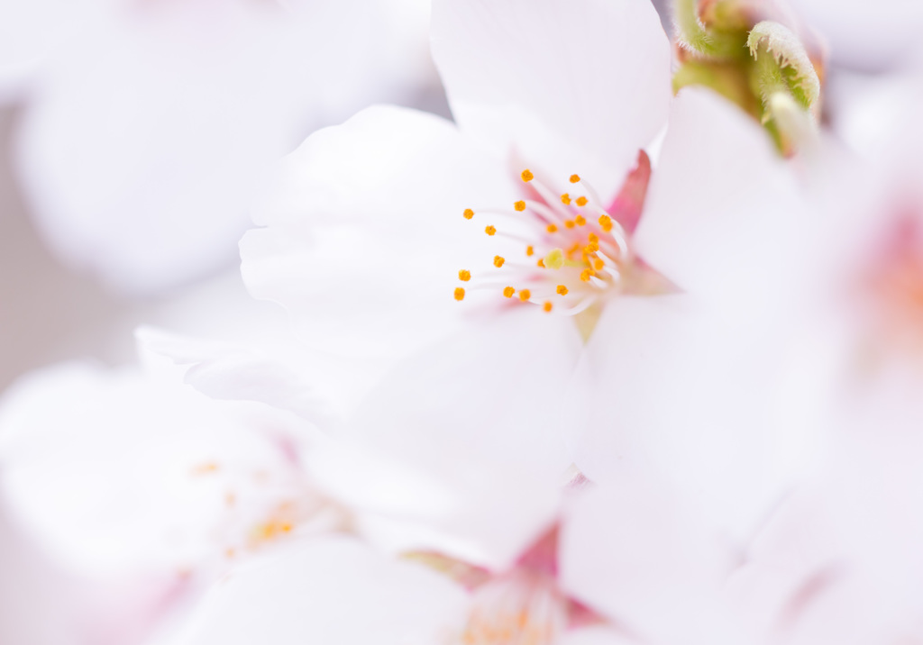 ふんわり桜