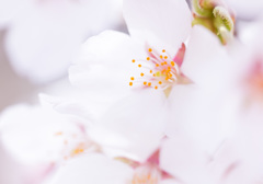 ふんわり桜