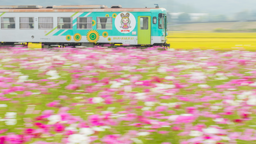 コスモス畑を駆ける