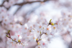 今年の桜