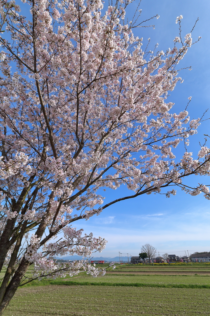 網引の桜