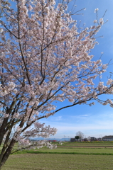 網引の桜