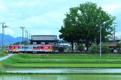 初夏×網引