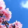 春空