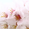 Cherry blossoms