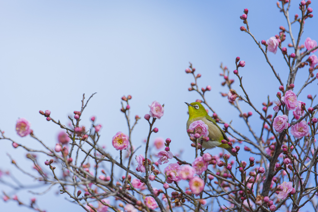 ウメジロー