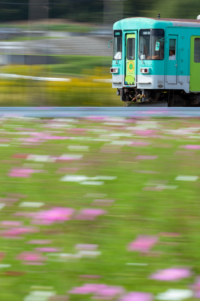 コスモス畑を駆ける