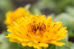 冬の花１