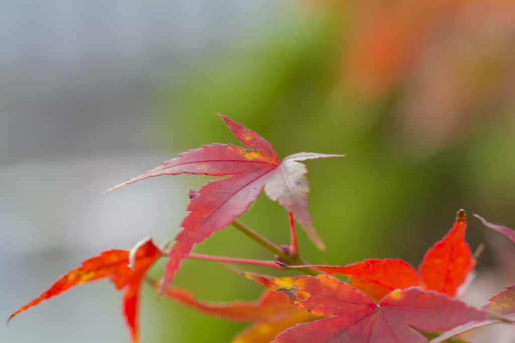 紅葉