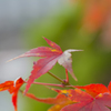 紅葉