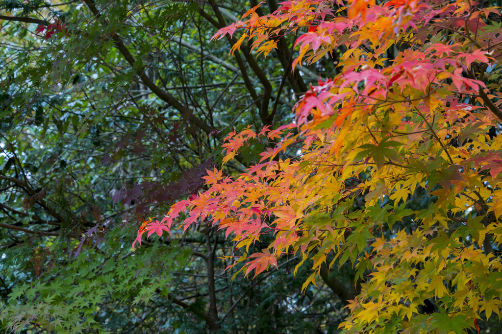 緑から紅へ・・・