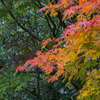 緑から紅へ・・・