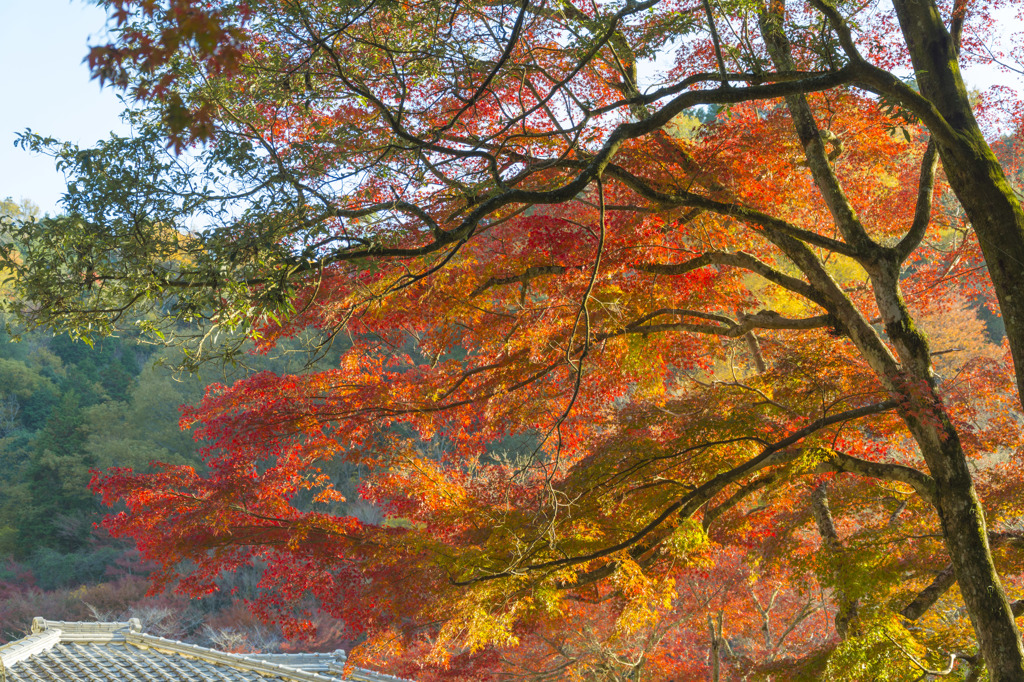 岩屋堂公園　紅葉