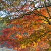 岩屋堂公園　紅葉