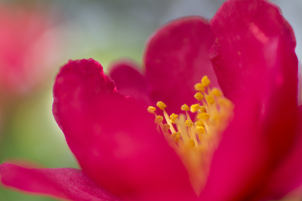 冬の花